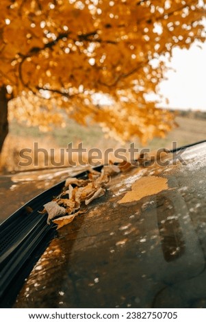 Yellow fallen leaves on a car window, beautiful picture.