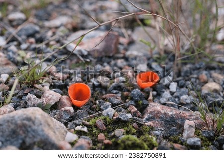 Two orange mushrooms. Orange peel fungi. Rocks on the ground. A macro photography. A blurred background.