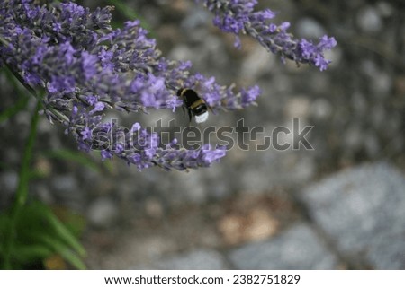 Bubble bee flying around flowers