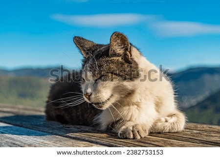 little young cat in sunny autumn day on wooden desk