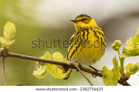 Capemay warbler in Sprong migration Royalty-Free Stock Photo #2382756625