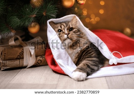 Explore our high-quality images, featuring cats in Santa hats, playful kittens with ornaments, and so much more. Don't miss out on the purrfect holiday inspiration for your designs, blogs, and social 