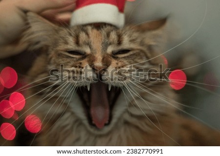 These cat-themed images capture the joy and warmth of the holiday season. Explore pictures of cats playing with ribbons, snoozing by the Christmas lights, and getting into the festive spirit.