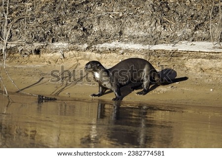 The Giant Otter, Brazilian Giant Otter or South American Giant Otter (Pteronura brasiliensis) is a carnivorous mammal from South America. It is the largest representative of the Mustelidae family.