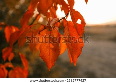 Autumn leaves on a tree, beautiful picture.