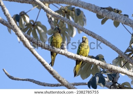 Birds of Pantanal - Brazil                             