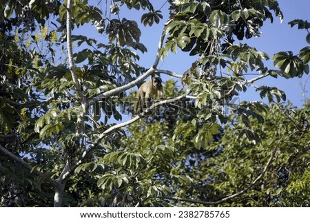 Birds of Pantanal - Brazil                             