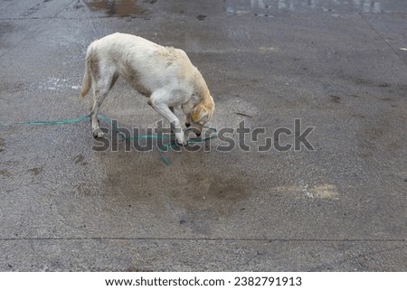 A large beige dog on a wet street playing with a colorful string. Tbilisi, Georgia.
