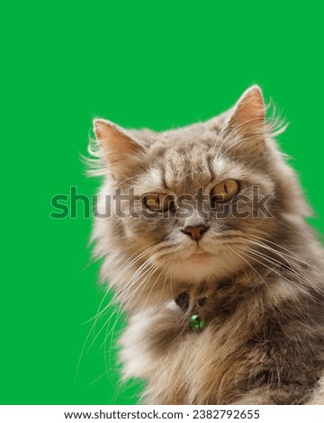 Ragamuffin Cat A Tale of Fluff and Charm green screen background Resting Ragamuffin Purebred Cat on the Floor. ragamuffin cat with green eyes closeup. Fluffy purebred straight-eared long hair kitty. 