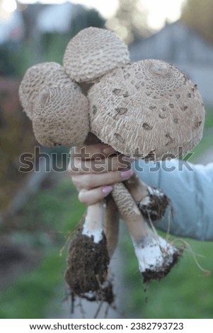 A  Macrolepiota excoriata edible mushrooms