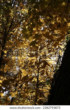 Leaves fall autumn gold golden orange yellow red blue sky sunburst walk in the woods forest gorgeous nature creation