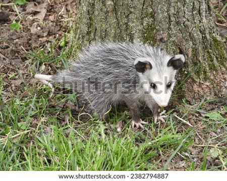 baby Opossum in my yard