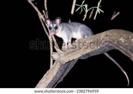 White-eared opossum on a tree branch at night in the Pantanal, Brazil.