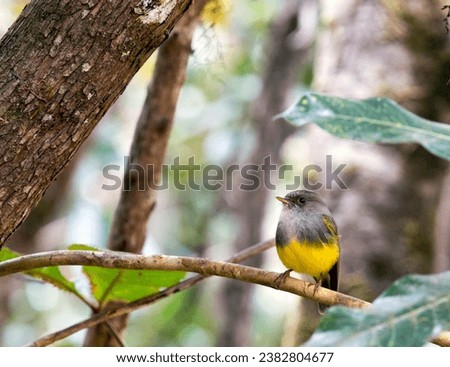 A view of eastern yellow robin in New Caledonia Royalty-Free Stock Photo #2382804677