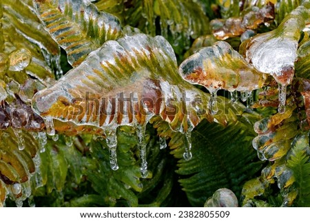 A western sword fern covered with ice after a freezing rain ice storm, focus is soft when looking through ice