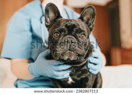 Dog waiting for results of his health examination at home with the vet behind in his blue uniform. Royalty-Free Stock Photo #2382807213