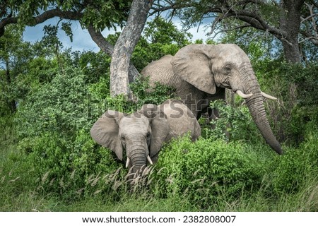 Elephants in Kruger National Park, South Africa.
