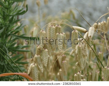 Big quaking grass (Briza maxima) a common exotic grass in South Africa. Royalty-Free Stock Photo #2382810361