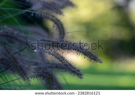 Pennisetum alopecuroides hameln foxtail fountain grass growing in the park, beautiful ornamental autumnal bunch of beautiful fountaingrass Royalty-Free Stock Photo #2382816121