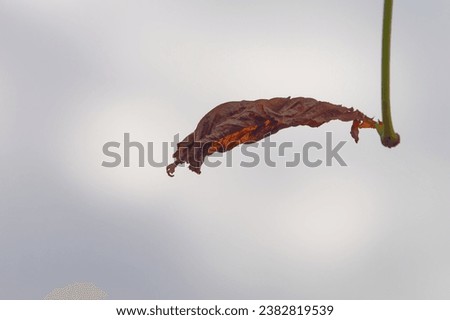 Close-up photo of a brown withered leaf hanging on a twig with a misty sky in the background