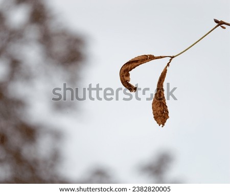 Close-up photo of a two brown withered leaves hanging on a twig with a misty sky in the background