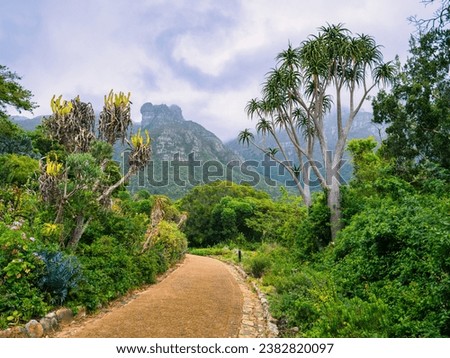 Winding pathway leading to the mountain in Kirstenbosch National Botanical Garden, Cape Town, South Africa Royalty-Free Stock Photo #2382820097