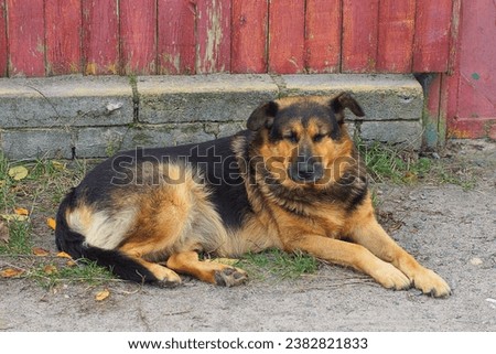 one big ordinary Riga-colored angry  dog beautiful  with a black muzzle lies  on the ground and looks  on the street near a wooden red fence  during the day	
