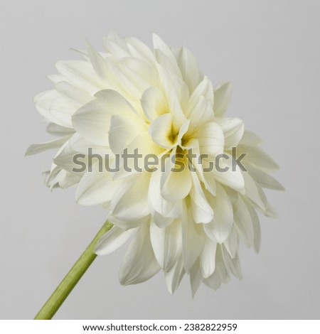 White dahlia flower isolated on gray background.