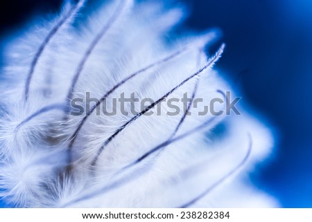 Abstract composition with dried clematis seeds and light 
