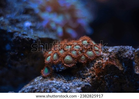 healthy zoanthus colony, fluorescent soft polyp grow on frag plug, animal in live rock ecosystem, nano reef marine aquarium bottom, popular pet species, blue LED low light, coral farm cultivation Royalty-Free Stock Photo #2382825917