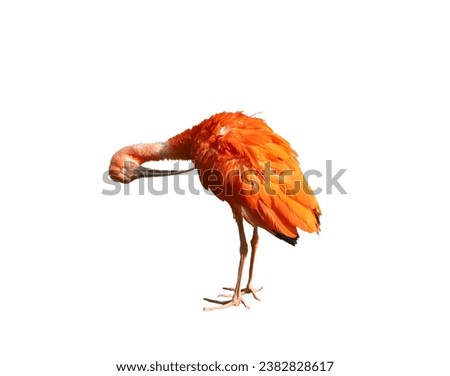 Scarlet Ibis on a transparent background