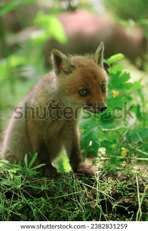 Curious fox cub standing on fallen tree. Vulpes vulpes.