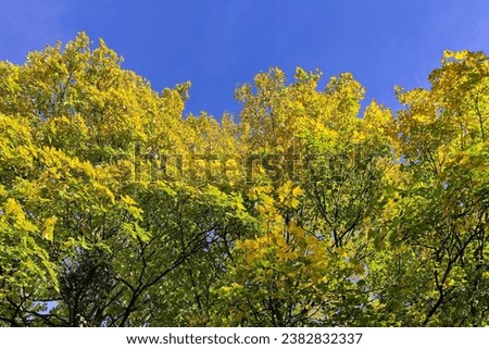 Yellow - green autumn trees and blue sky, branches with color leaves, sunny day, natural background for text