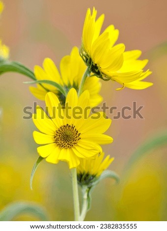 Beautiful, Wild Yellow Common Sunflowers