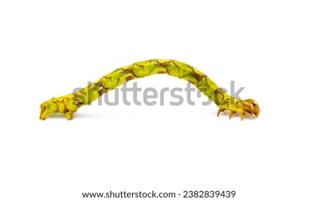 Geometer moth caterpillar looper inchworm - juniper twig geometer moth larva - Patalene olyzonaria. Lime green with orange red purple colors, isolated on white background bent side profile view Royalty-Free Stock Photo #2382839439