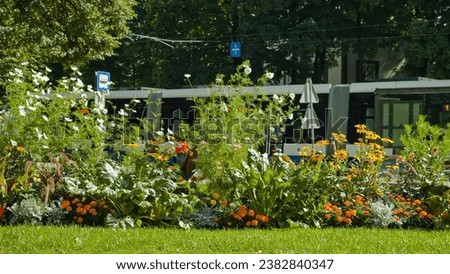 flower beds in the city close up.