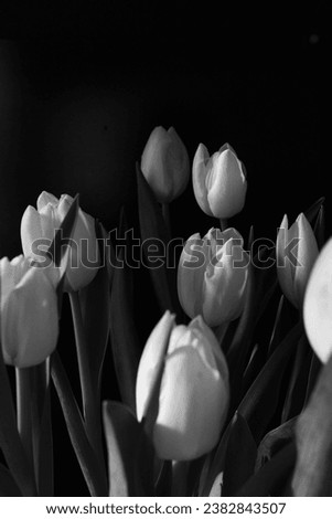 Black and white tulips flowers bunch on vertical background