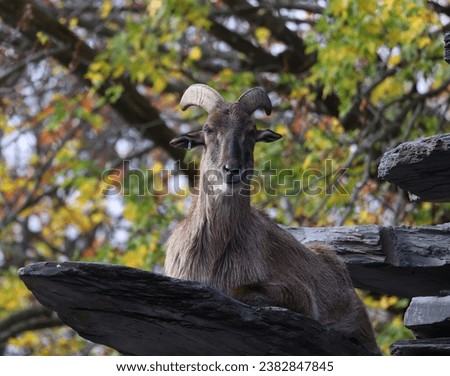 Tahrs are a species of large Asian artiodactyl ungulates related to the wild goat. Royalty-Free Stock Photo #2382847845