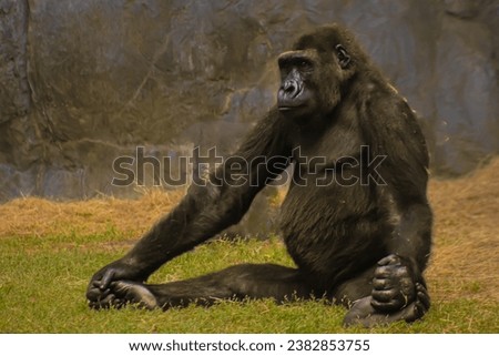 Gorilla sitting in a yoga pose Royalty-Free Stock Photo #2382853755