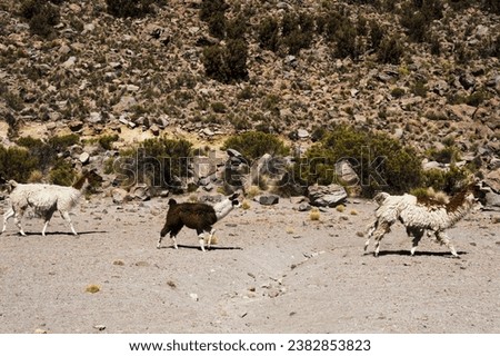 CAMELID-FAMILY Stock Photos and Images - Avopix.com