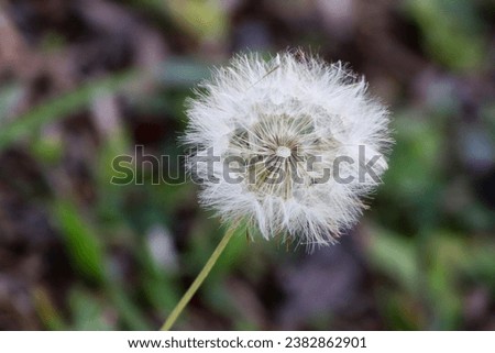 Dandelion Plant - Macro Picture