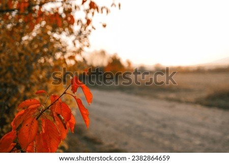 Autumn leaves on a tree, beautiful picture.