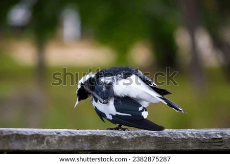 A friendly black and white Magpie-lark (Grallina cyanoleuca) an Australian bird with pee-o-wit' cry called Pee Wee , Murray magpie or Mudlark, looks for food on a late morning in late spring. Royalty-Free Stock Photo #2382875287