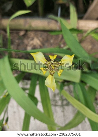 Trimezia. It is a genus of flowering plants in the family Iridaceae