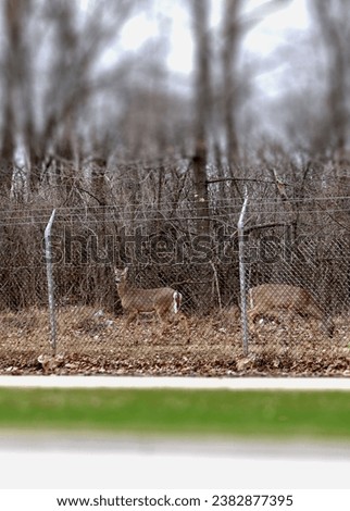 Blurred picture from top to bottom with some deer in the middle behind a fence 