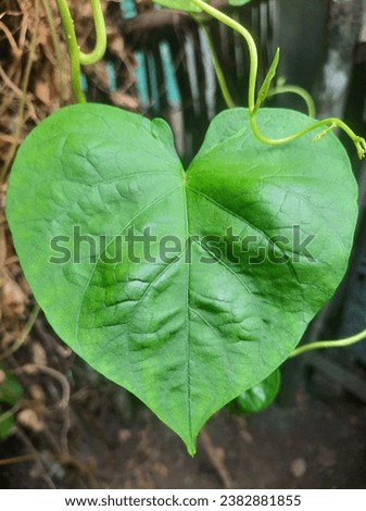 Green leaves are a symbol of love grows in the house garden. Royalty-Free Stock Photo #2382881855