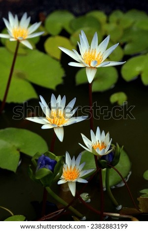Blooming blue lotus flowers in the pond 