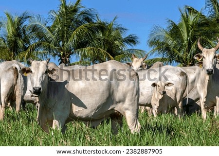 Herd of Nelore cattle grazing in a pasture on the brazilian ranch Royalty-Free Stock Photo #2382887905
