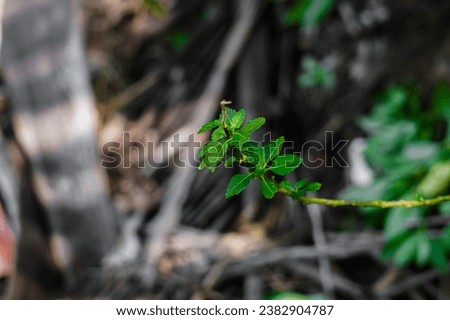 Closeup leaf texture, green tropical plant close-up , abstract natural floral background selective focus, macro, flowing lines of leaves ,macro photography of leaves with text space