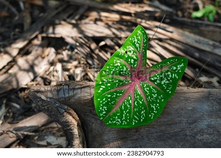 Closeup leaf texture, green tropical plant close-up , abstract natural floral background selective focus, macro, flowing lines of leaves ,macro photography of leaves with text space